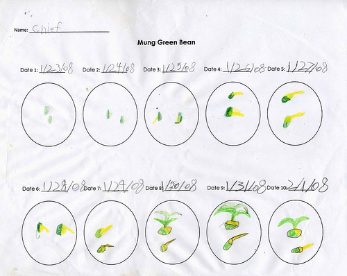 Bean Growth Chart-Kindergarten